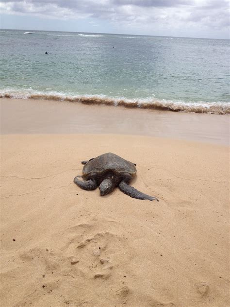 Turtle Beach Hawaii North Shore Best Beaches In Maui Oahu Beaches