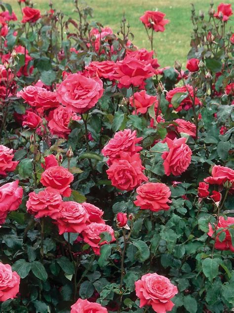 15 Fascinating Facts About Rose Fragrance Fragrant Roses Hybrid Tea