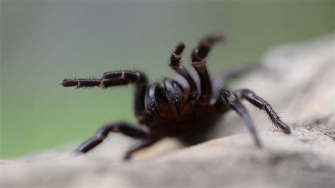 The australian reptile park, located on the central coast, 50km north of sydney, has warned that in coming days the city could experience a bonanza. How To Catch A Funnel Web Spider | Lifehacker Australia