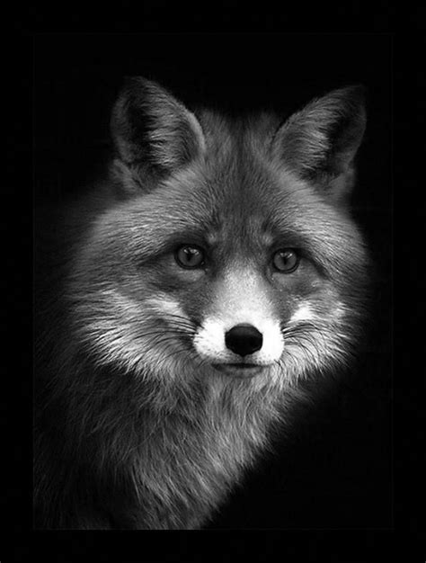 Photo 4727639239 Black And White Animal Photography Black And White