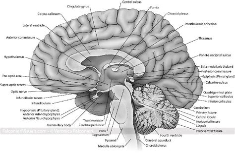 Medical Illustration Of Brain Anatomyneuroanatomy Midsagittal View