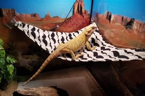 In this example, the set would be rearranged like this: How To Make A Bearded Dragon Hammock GUIDE