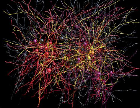 Largest Network Of Cortical Neurons Mapped From ~100 Terabytes Data Set