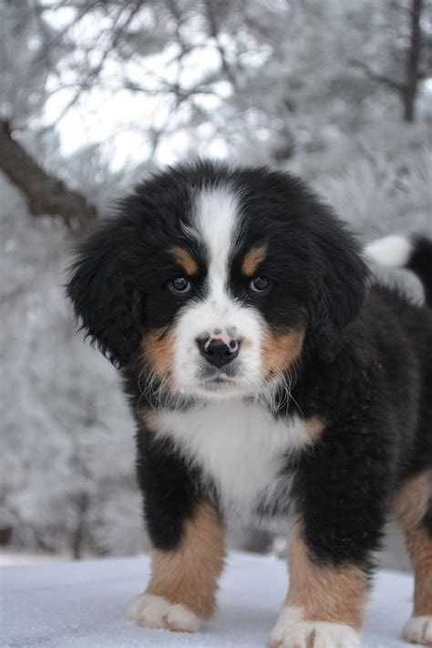 Tuggour New Berner Puppy First Day At His New Home Bernese