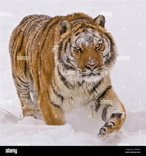 El Tigre Siberiano también se conoce como el Tigre Amur Viven en el