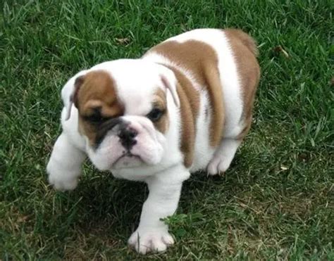 English Bulldog Puppies For Sale