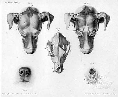 Dog Skull And Head Types √ Dog Head Structure Shapes Dogica®