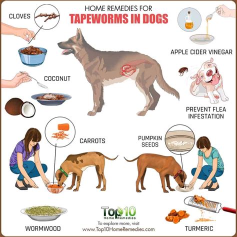 Images Of Worms In Dogs Forhad2018sports