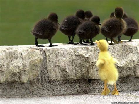 Desktop Wallpapers Animals Backgrounds Cute Baby Ducks