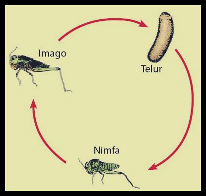 Pengertian metamorfosis sempurna dan tidak sempurna, contoh, gambar, penjelasan lengkap, siklus, daur hidup hewan. Metamorfosis Tidak Sempurna - Pengertian, Jenis, Gambar, dan Contoh