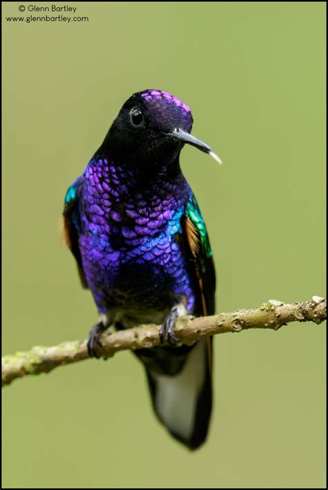 One Of My Favourite Hummingbirds The Velvet Purple Coronet Birding