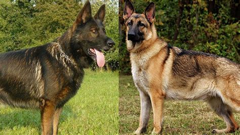 The Different Types Of German Shepherds Which One Should