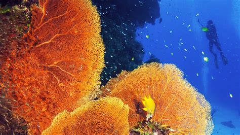 Conservación De Arrecifes De Coral Llámanos