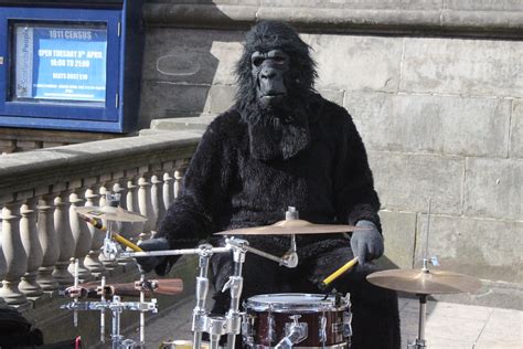 Nothing Spectacular Just A Gorilla Playing The Drums In D Flickr