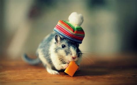 Hampster Wallpapers Wallpaper Cave