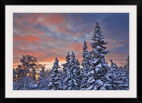 View Of Snow Covered Spruce Trees In A Rural Area Of Anchorage At