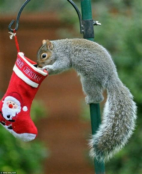 Merry Christmas Christmas Animals Squirrel Funny Christmas Squirrel