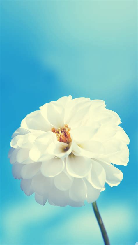 White Peony Flower The Iphone Wallpapers