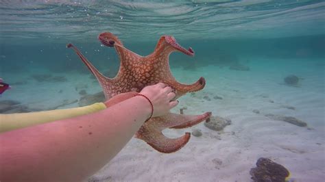 Snorkeling In Aruba Octopus Ink Splash Youtube