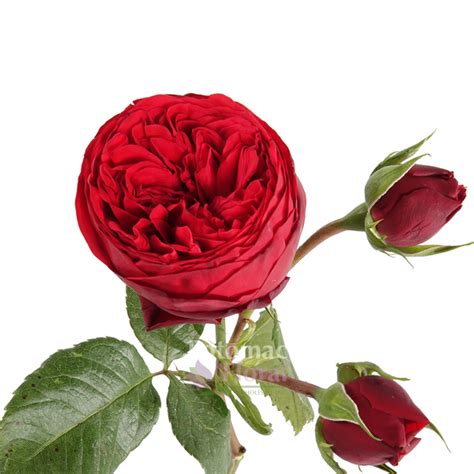 Garden Rose Red Piano Red Potomac Floral Wholesale