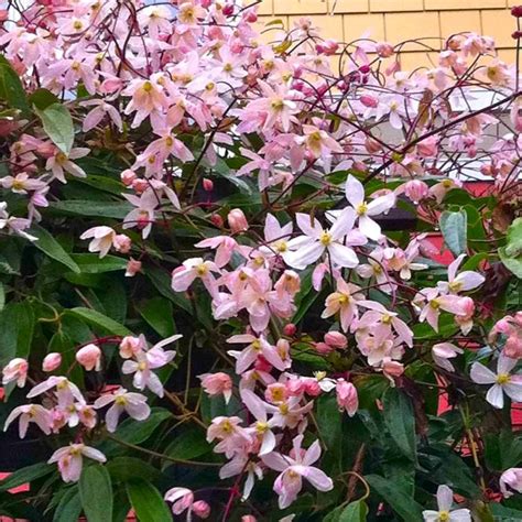 Clematis Armandii Apple Blossom Scented Evergreen Spring Flowering