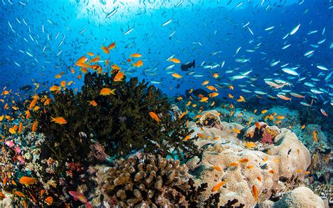 Récifs Coralliens Des Maldives Programme Dadoption Des Coraux Avec