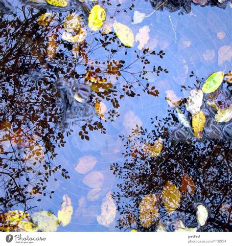 Autumn Puddle Tree Crowns Ii A Royalty Free Stock Photo From Photocase