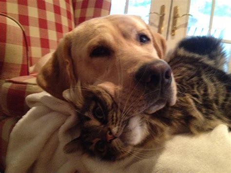 Dogs Sitting On Cats Is Just What Your Day Needs