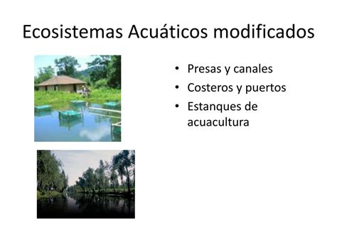 Ppt Ecosistemas Acu Ticos Mexicanos Powerpoint Presentation Free The