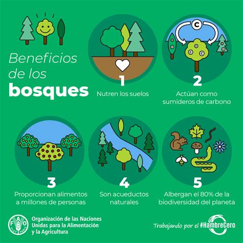 La Importancia De Los Bosques En La Tierra Infografia Infographic Images