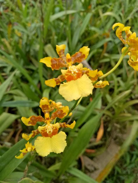 15 Gambar Bunga Anggrek Oncidium Galeri Bunga Hd