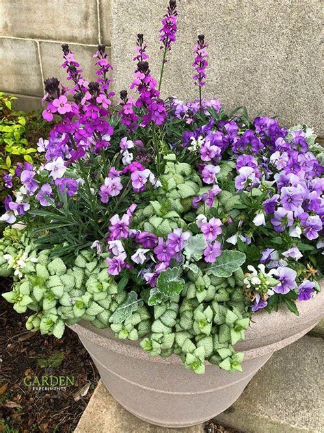 Purple And White Container Garden Garden Containers Beautiful