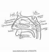 Anatomy Nose Vector Outline Illustration Vectors Sinus Frontal Shutterstock Pharynx Nasal sketch template