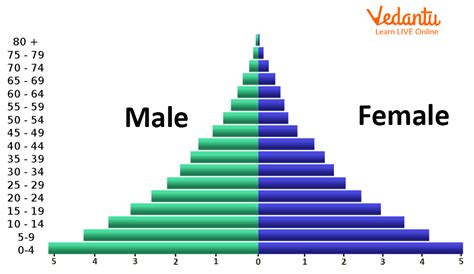 Population Pyramid Structure Types And Uses