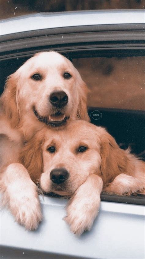Puppy Wallpaper Dogs Golden Retriever Pets Lovers