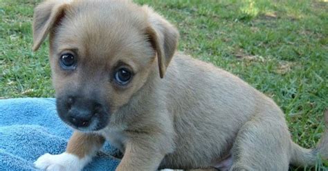 Cute Such A Sad Little Puppy