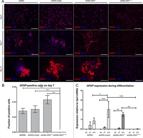 Impaired Astrocytic Differentiation Of Ebinsc Expressing Idh1r132h A