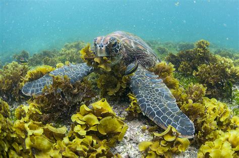Green Sea Turtle Eating Seaweed Photograph By Tui De Roy Pixels