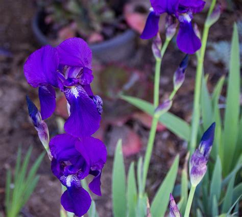Purple Iris Flowers Free Stock Photo Public Domain Pictures