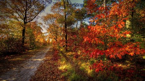 Sfondi Luce Del Sole Alberi Paesaggio Autunno Le Foglie Albero