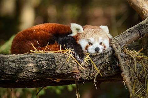 10 Red Panda Nest Stock Photos Pictures And Royalty Free Images Istock