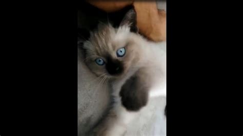 Our New Kitten Ragdoll Siamese Baby Kitten Youtube