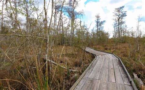 Jean Lafitte Barataria Preserve Wetlands Trails Outdoor Project