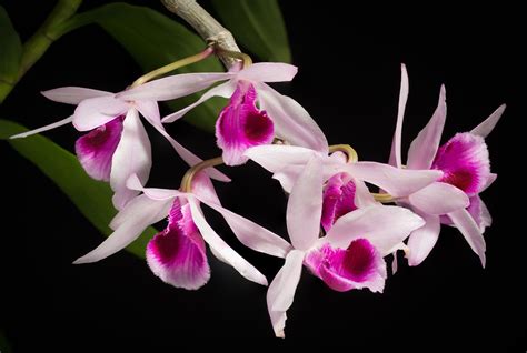 Orchid Pollination Symbiotic Relationships Adaptations Britannica
