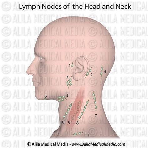 Alila Medical Media Lymphatic System Images