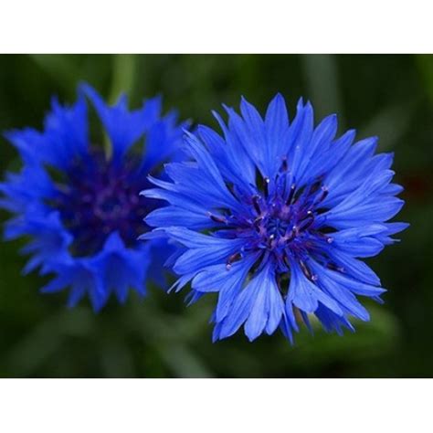 Centaurea Cyanus Blue Ball Blue Cornflower Seeds 100 Seeds