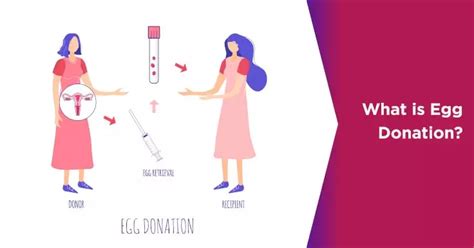 What Is The Process Of Donating Eggs Nova Ivf Fertility