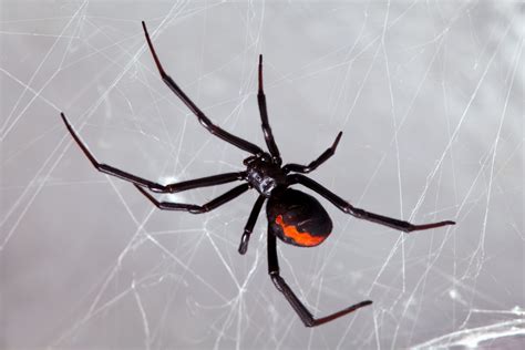 Spiders Pest Of The Month