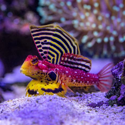 Ruby Red Dragonet Fish And Coral Store