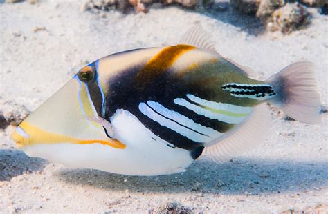 Picasso Triggerfish Rhinecanthus Aculeatus En Picasso Flickr